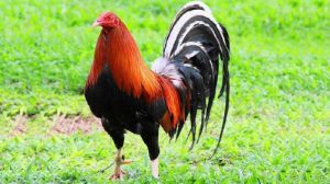 Kỹ thuật nuôi gà đá cần chọn giống gà phù hợp