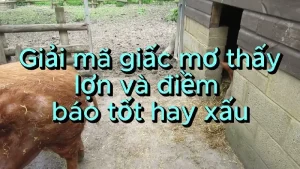 Mơ thấy lợn báo hiệu nhiều ý nghĩa