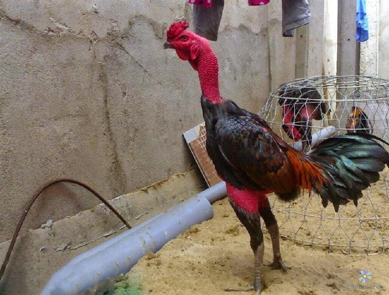 Thuốc nhỏ đá gà được đông đảo người nuôi chiến kê đánh giá cao
