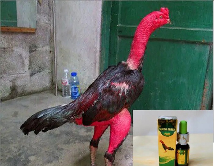 Lưu ý khi sử dụng thuốc cho gà đá